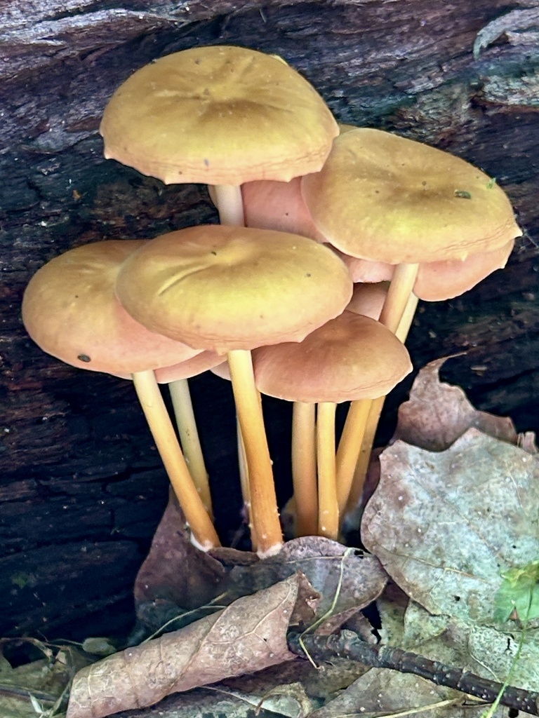 Oak-loving Gymnopus · May 2026 · photo: Photo: (c) martin_livezey, some rights reserved (CC BY) · iNaturalist