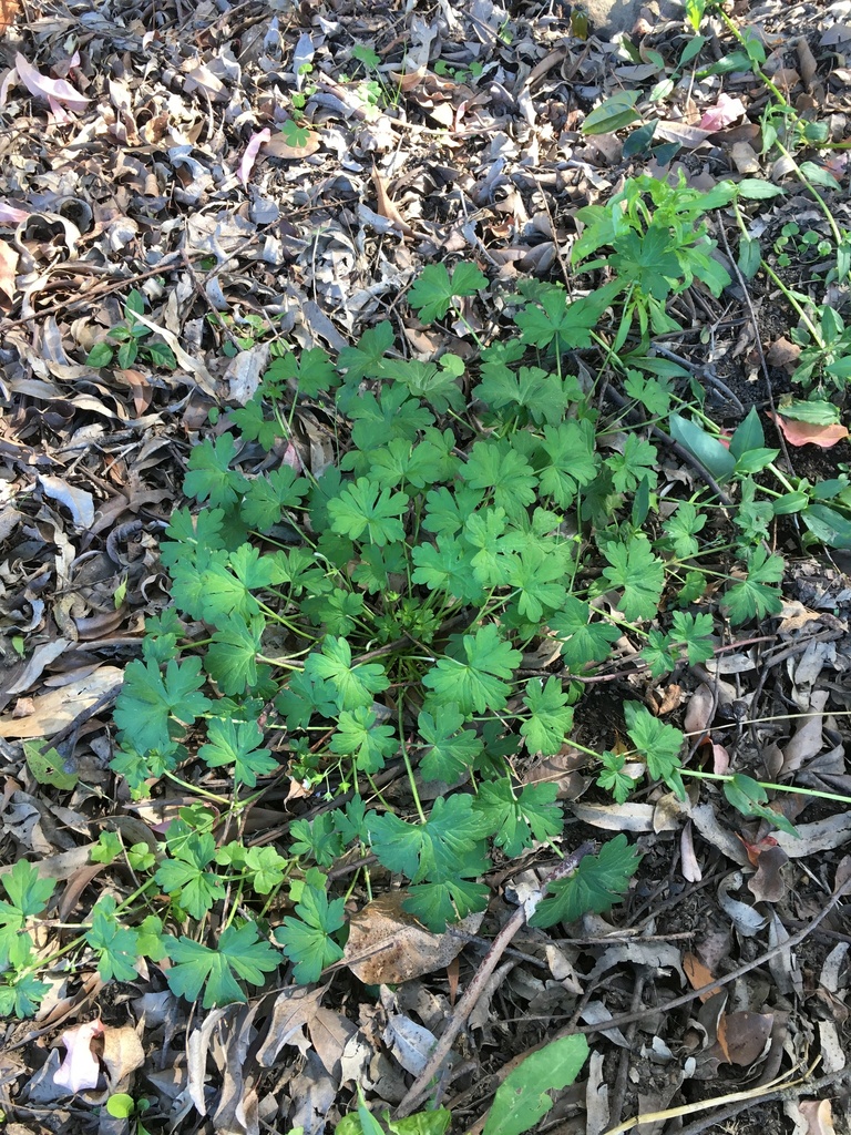 red-stemmed cranesbill from Caparra NSW 2429, Australia on April 12 ...