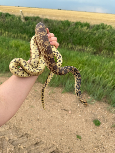 Gopher Snake