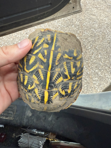 Ornate Box Turtle