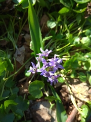Scilla bifolia