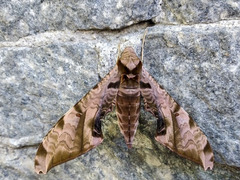 Protambulyx eurycles