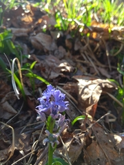 Scilla bifolia