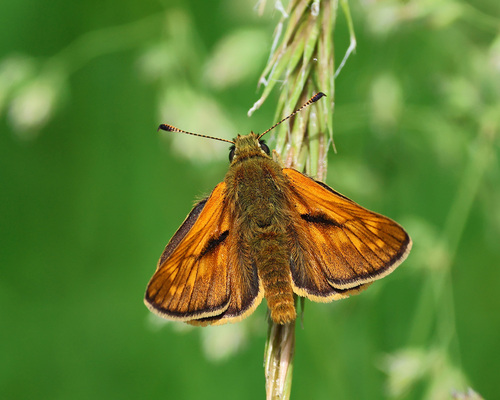 Large Skipper