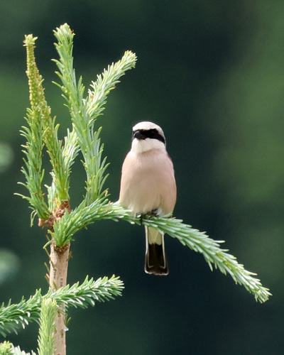 Red-backed Shrike