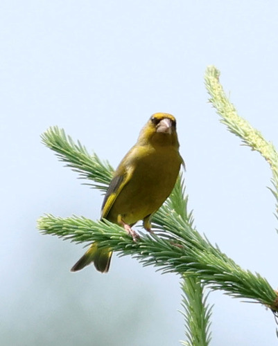 European Greenfinch