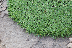 Azorella ruizii
