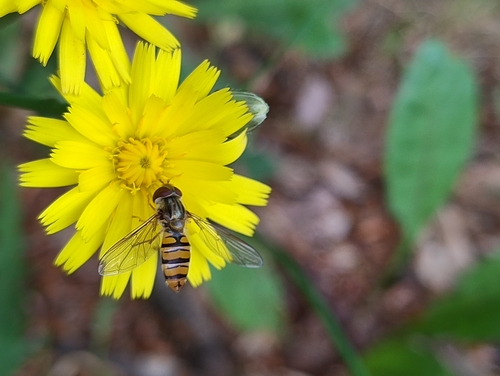 Marmalade Hover Fly