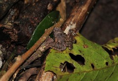 Microhyla palmipes