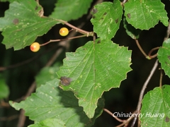 Viburnum betulifolium