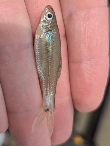 Bullhead Minnow
