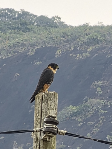 Bat Falcon