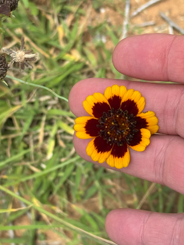 Thelesperma burridgeanum, photograph 3