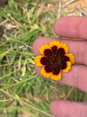 Thelesperma burridgeanum, photograph (c) Chet Burrier, some rights reserved (CC BY)