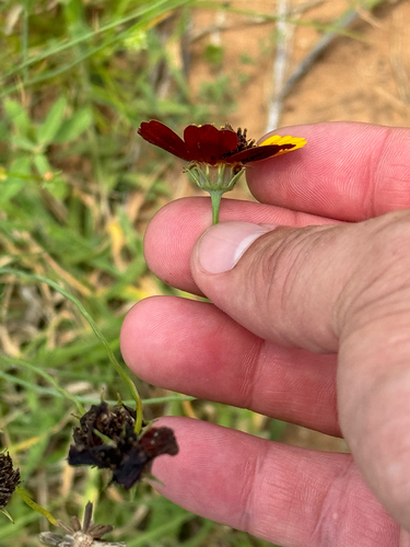 Thelesperma burridgeanum, photograph 5