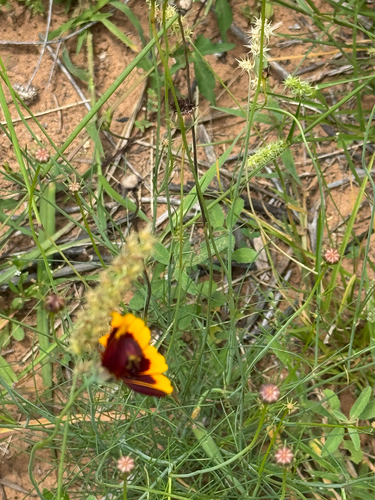 Thelesperma burridgeanum, photograph 4