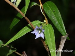 Tripterospermum lanceolatum