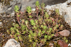 Sedum radiatum radiatum