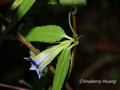 Tripterospermum lanceolatum