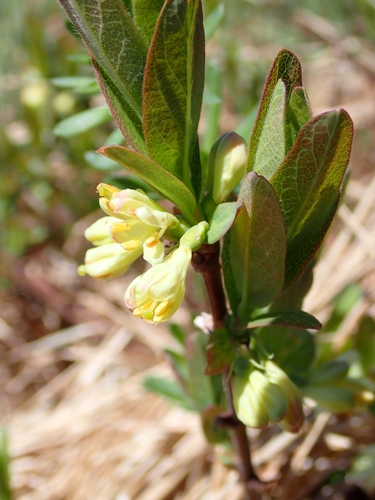 Lonicera villosa, photograph 6