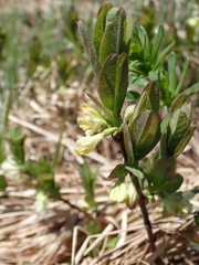 Lonicera villosa, photograph author not stated, no rights reserved