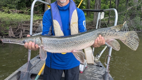 Alligator Gar