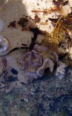 Sycozoa cerebriformis