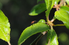 Tatianaerhynchites aequatus