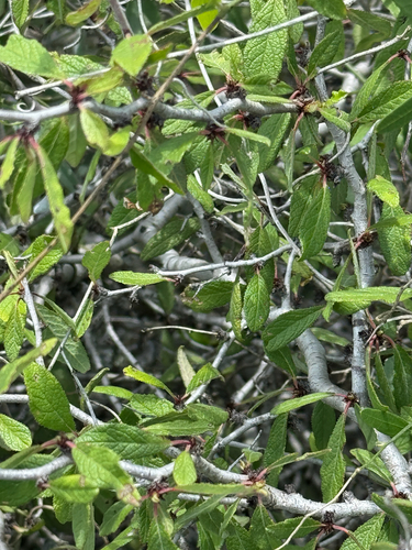 Prunus texana