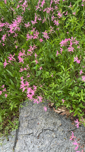 ragged-robin
