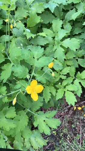 Greater celandine
