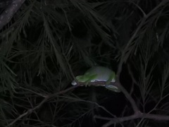 Chamaeleonidae