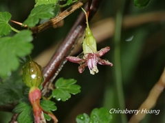 Ribes formosanum