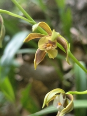 Prosthechea pterocarpa