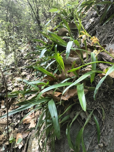 Prosthechea pterocarpa, photograph 2