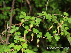 Ribes formosanum