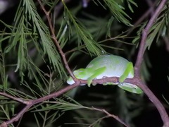 Chamaeleonidae