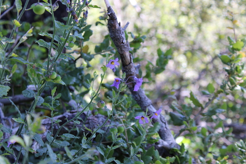 Solanum umbelliferum, photograph 6