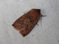 Eupsilia vinulenta