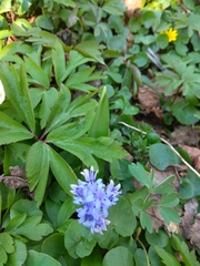 Scilla bifolia
