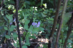 Solanum umbelliferum, photograph (c) Aden Sommerville, some rights reserved (CC BY)
