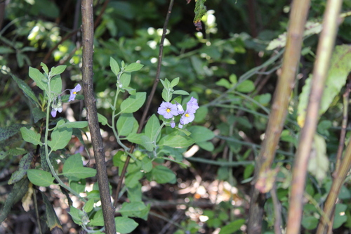 Solanum umbelliferum, photograph 5