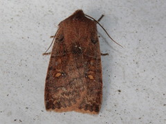 Eupsilia vinulenta