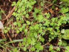 Ribes formosanum