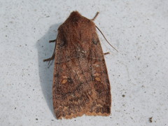 Eupsilia vinulenta