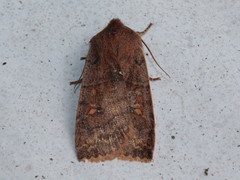 Eupsilia vinulenta