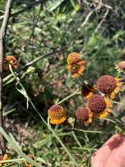 Helenium flexuosum