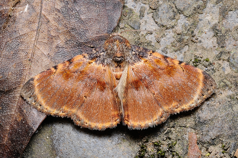 Diomea lignicolora
