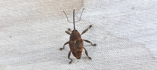 acorn weevil