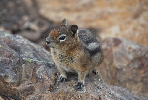 Cascade Golden-mantled Ground Squirrel observed by dongaucho